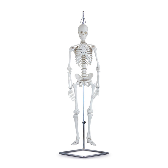 Mini-Skeleton Model on Stand