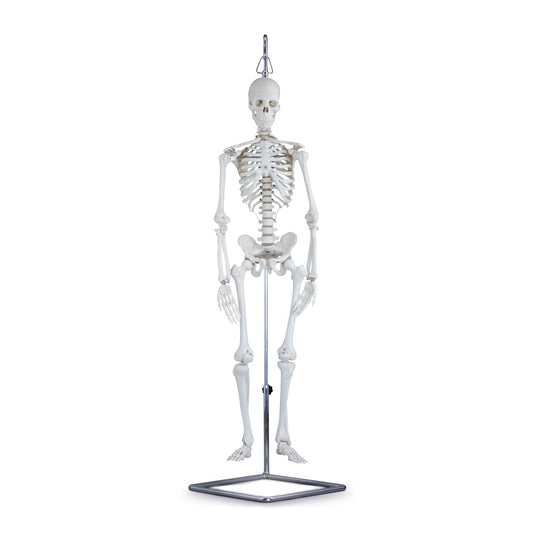 Mini-Skeleton Model on Stand