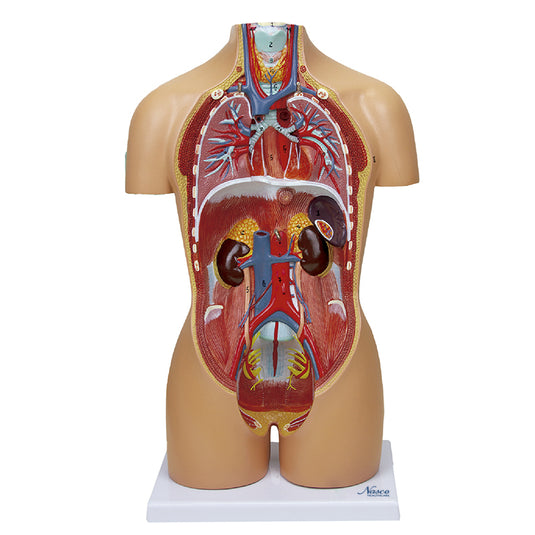 Model Torso Mini Dual-Sex, Gelap, 16 Bagian [SKU: MG29698]