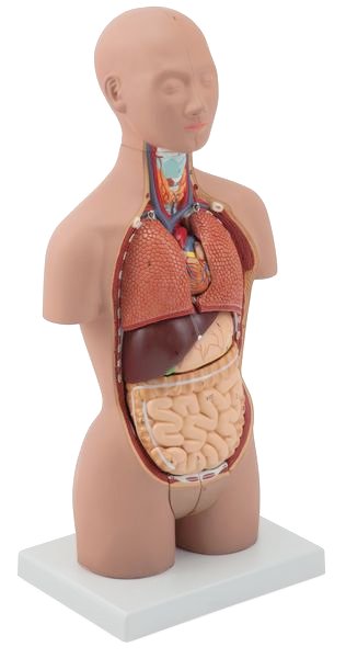 Muat gambar ke penampil Galeri, Model Torso Mini Dual-Sex, Gelap, 16 Bagian [SKU: MG29698]
