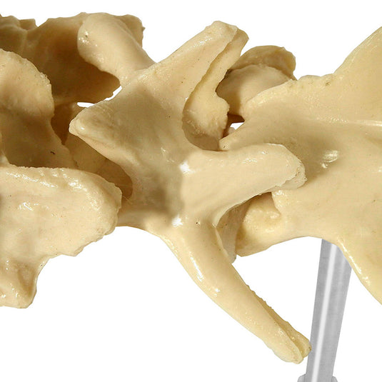 Model Vertebra Lumbar Anjing [SKU: MG29736]