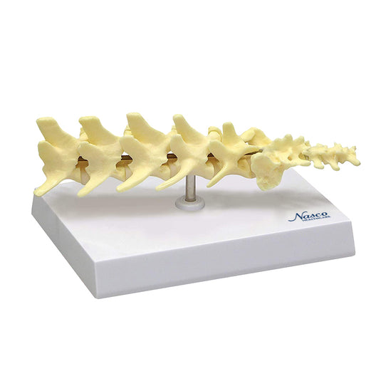 Model Vertebra Lumbar Anjing [SKU: MG29736]