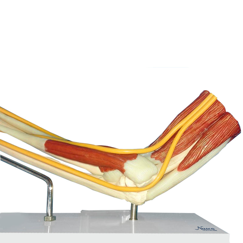 Load image into Gallery viewer, Elbow with Muscles Model
