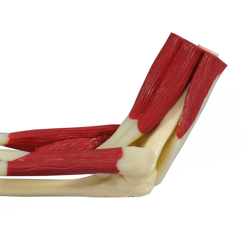 Load image into Gallery viewer, Elbow with Muscles Model
