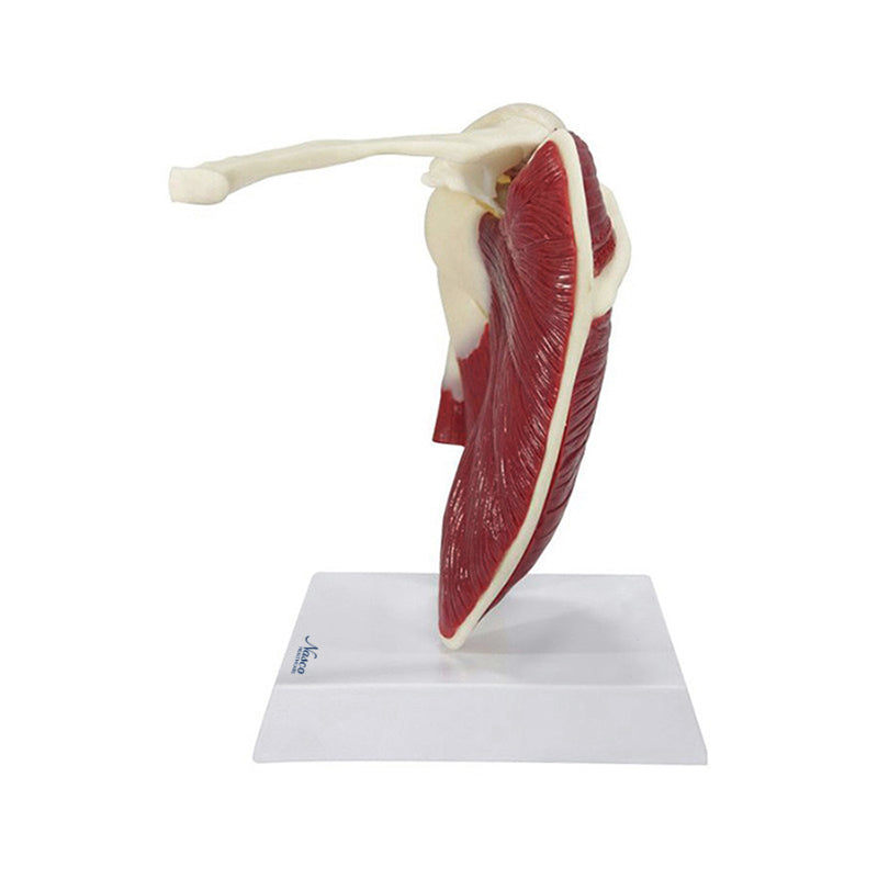 Load image into Gallery viewer, Shoulder with Articulating Rotator Cuff Model

