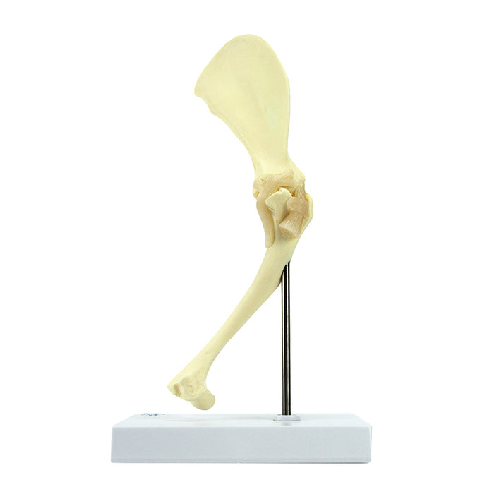 Model Bahu Anjing, Ukuran Sedang [SKU: MG29754]