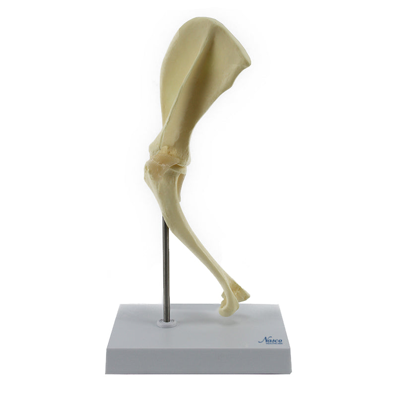 تحميل الصورة في عارض المعرض، نموذج كتف الكلب، حجم متوسط [SKU: MG29754]
