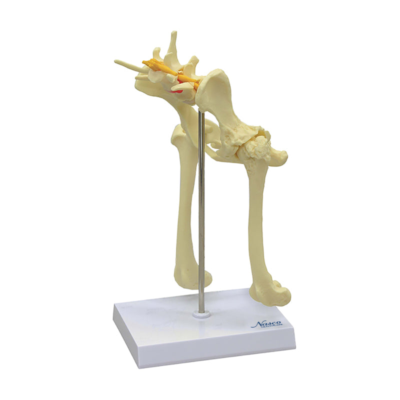 Load image into Gallery viewer, Canine Pelvis Model
