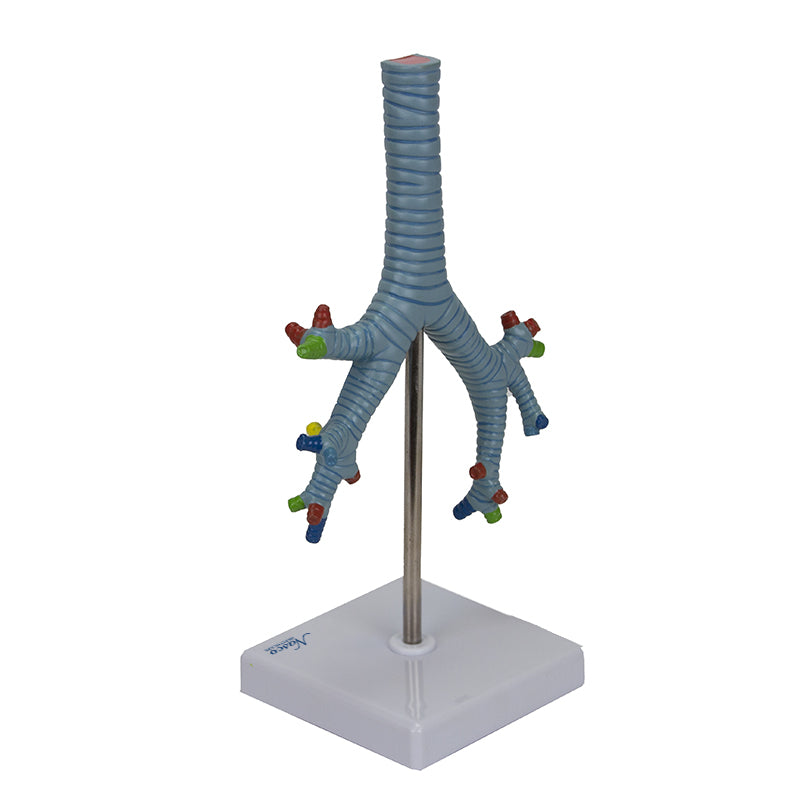 Load image into Gallery viewer, Bronchial Tree Model
