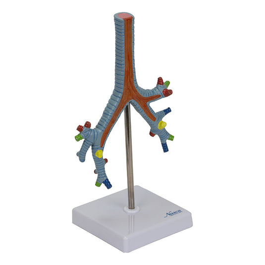 Bronchial Tree Model
