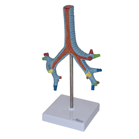 Bronchial Tree Model