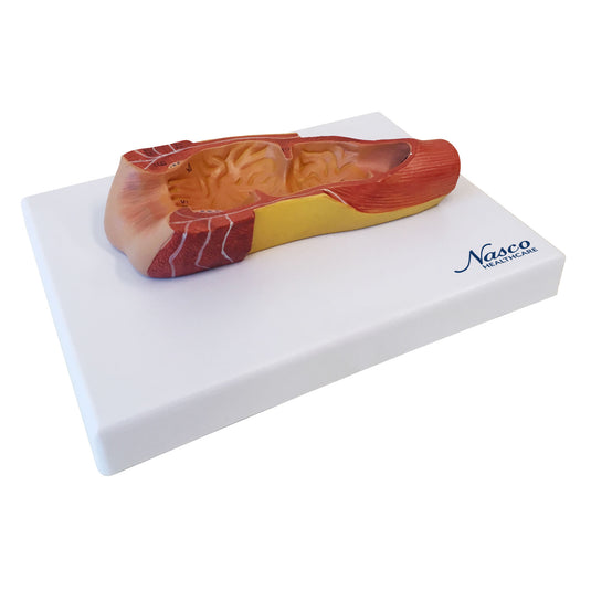 Rectum Cross-Section Model, 3X Enlarged