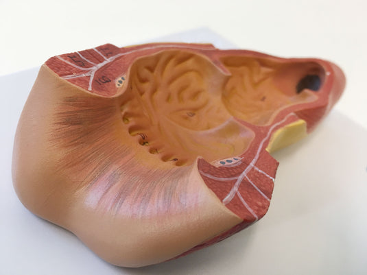 Rectum Cross-Section Model, 3X Enlarged