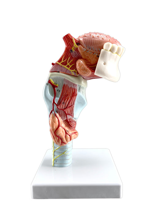 Larynx with Tongue & Teeth Model, 5 Parts