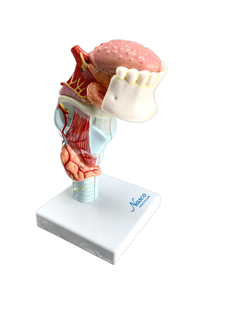 Load image into Gallery viewer, Larynx with Tongue &amp; Teeth Model, 5 Parts
