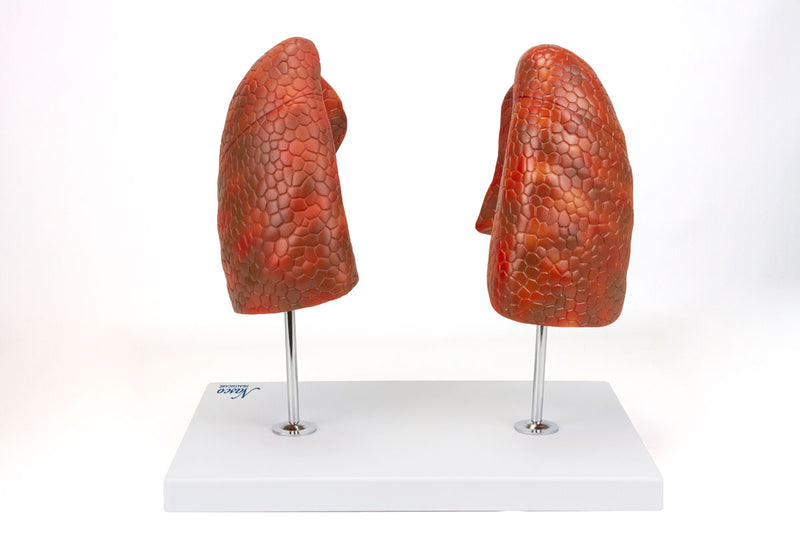 Afbeelding laden in Galerijviewer, Longmodel, 4 delen [SKU: MG29786]
