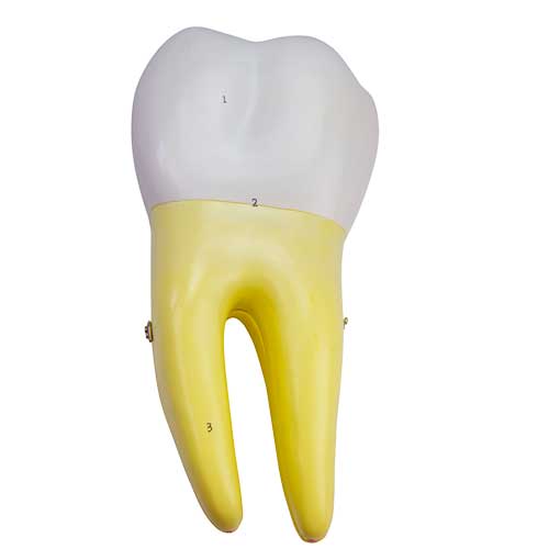 Load image into Gallery viewer, Lower Molar Tooth Model, 2 Parts
