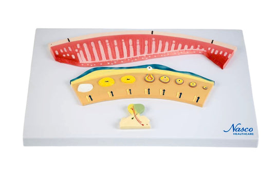 Hormonal Changes in Women Model