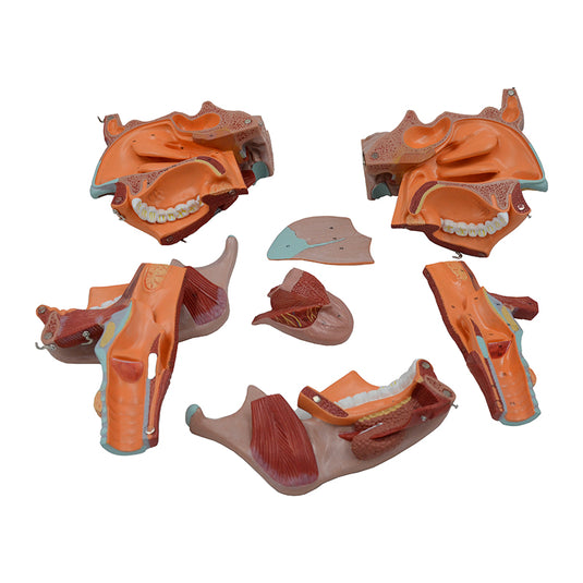Head Musculature Model, Enlarged, 10 Parts