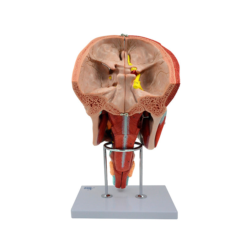 Load image into Gallery viewer, Head Musculature Model, Enlarged, 10 Parts
