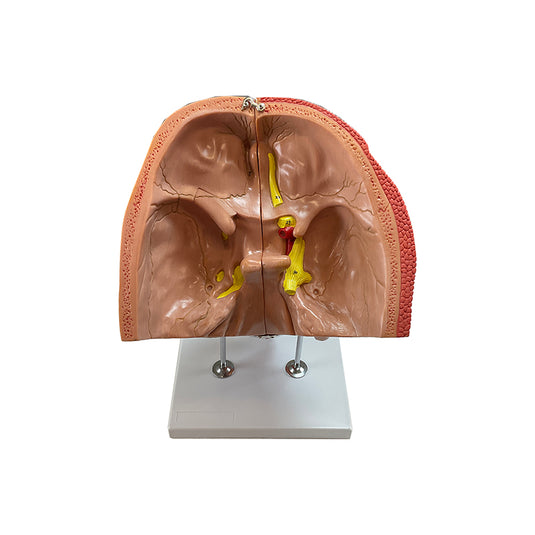 Head Musculature Model, Enlarged, 10 Parts