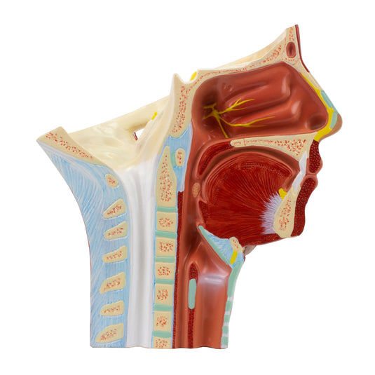 Modelo de Musculatura de la Cabeza con Arterias [SKU: MG29865]