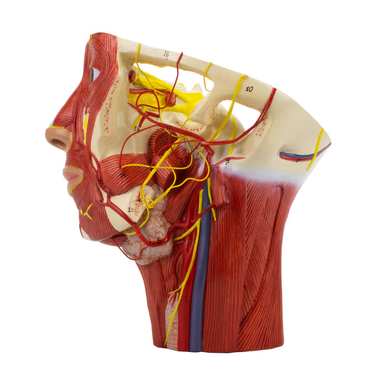 Modelo de Musculatura de la Cabeza con Arterias [SKU: MG29865]