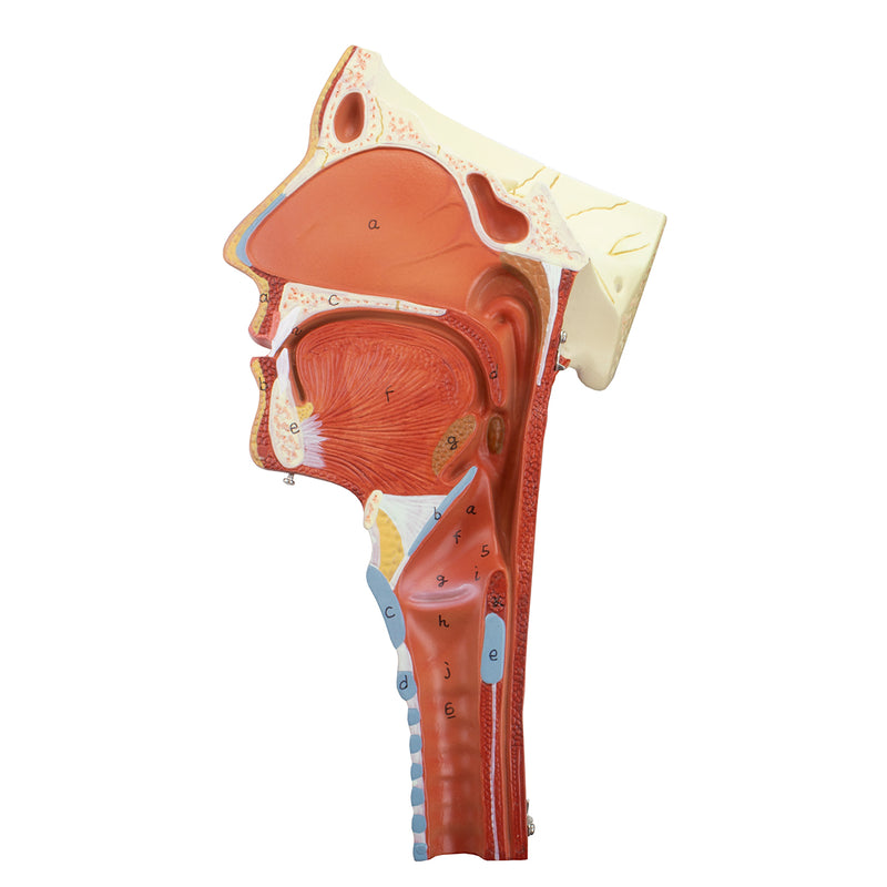 Carregue imagem no visualizador da galeriaModelo de Musculatura da Cabeça com Laringe, 2 Partes [SKU: MG29866]

