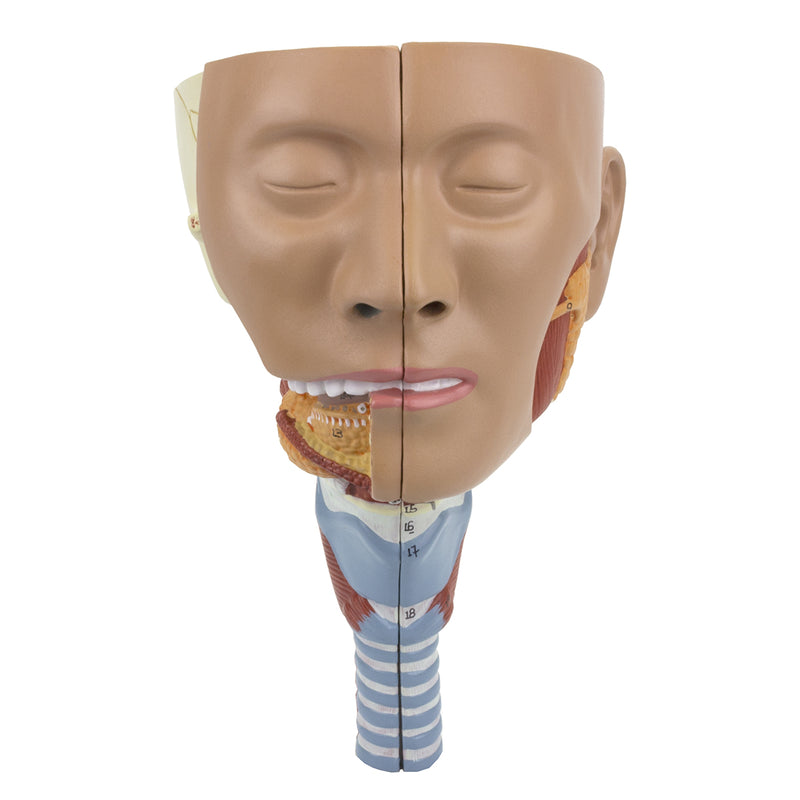 Carregue imagem no visualizador da galeriaModelo de Musculatura da Cabeça com Laringe, 2 Partes [SKU: MG29866]
