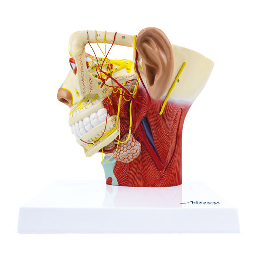 Head Musculature with Nerves Model