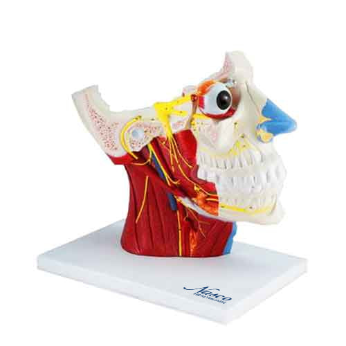 Head Musculature with Cranial & Autonomic Nerves Model, 2 1/2X Enlarged