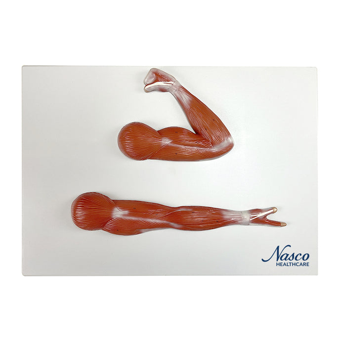 Arm Muscles Model, Half-Size