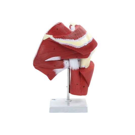 Shoulder Muscles with Ligaments Model