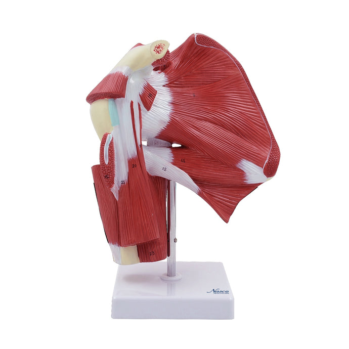Shoulder Muscles with Ligaments Model