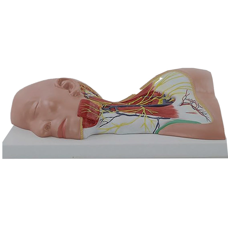 Cargue la imagen en el visor de la galería, Modelo de Músculos del Cuello con Nervios [SKU: MG29872]
