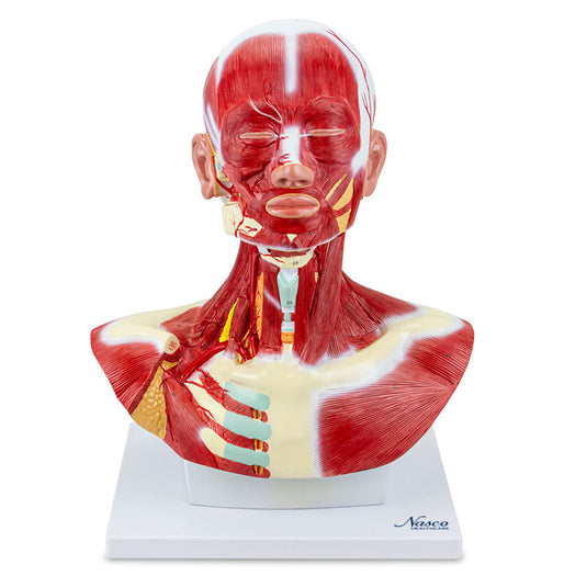 Modelo de Músculos de Cabeza y Cuello [SKU: MG29873]