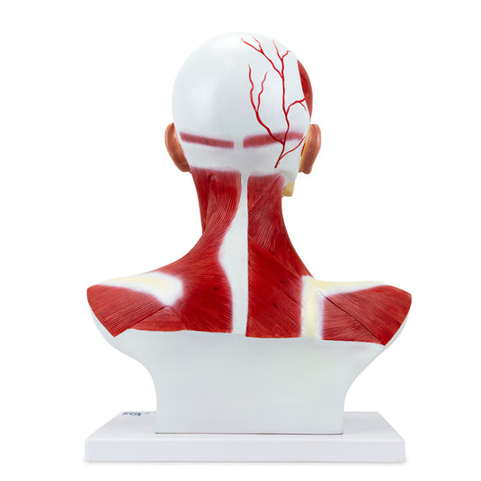 Modelo de Músculos de Cabeza y Cuello [SKU: MG29873]