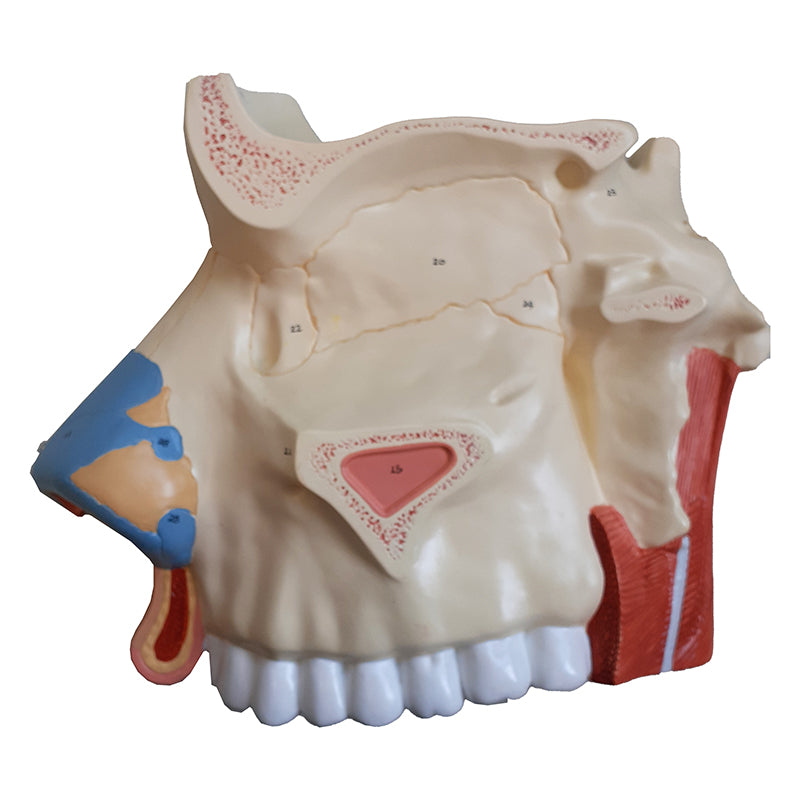 將圖像載入到圖庫檢視器中， Nasal Cavity Model, 3X Enlarged, 3 Parts
