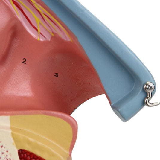 Nasal Cavity Model, 3X Enlarged, 3 Parts