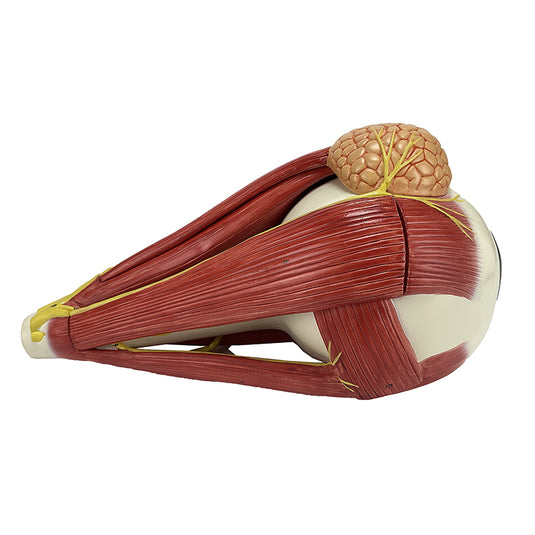 Eye Model, 5X Enlarged, 4-Parts