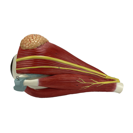 आंख का मॉडल, 5X बड़ा, 4 भाग [SKU: MG29940]