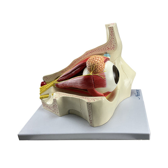 Eye Model, 5X Enlarged, 4-Parts