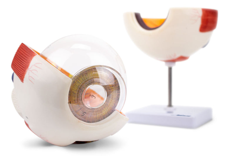 Cargue la imagen en el visor de la galería, Modelo de Ojo, 6X Ampliado, 6 Piezas [SKU: MG29941]
