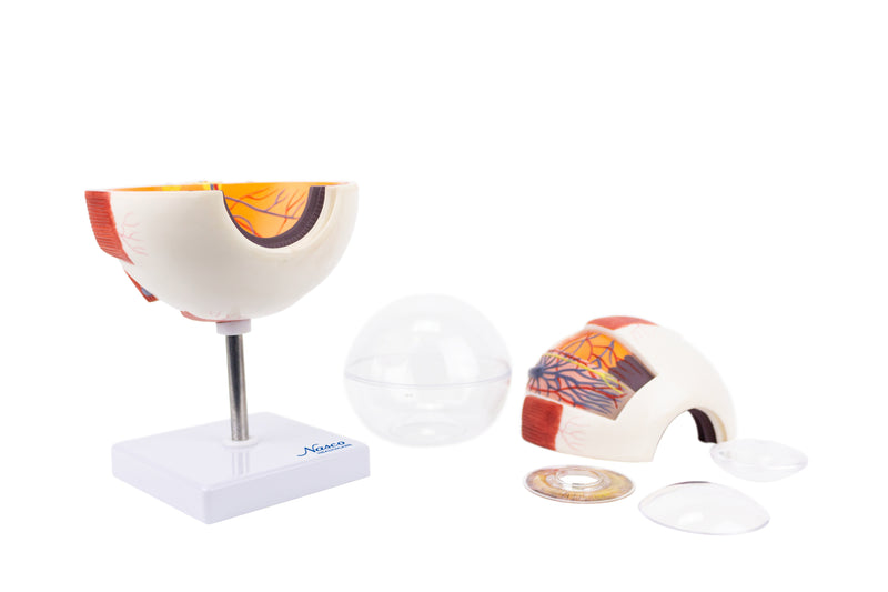 Cargue la imagen en el visor de la galería, Modelo de Ojo, 6X Ampliado, 6 Piezas [SKU: MG29941]
