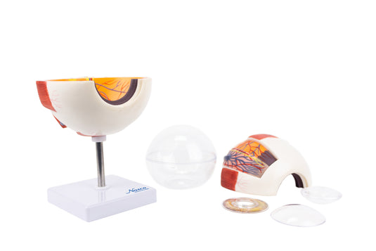 Modelo de Ojo, 6X Ampliado, 6 Piezas [SKU: MG29941]