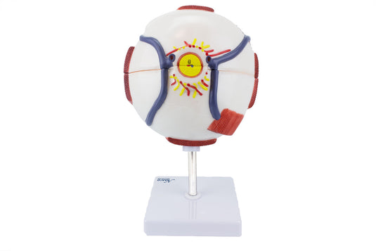 Modelo de Ojo, 6X Ampliado, 6 Piezas [SKU: MG29941]