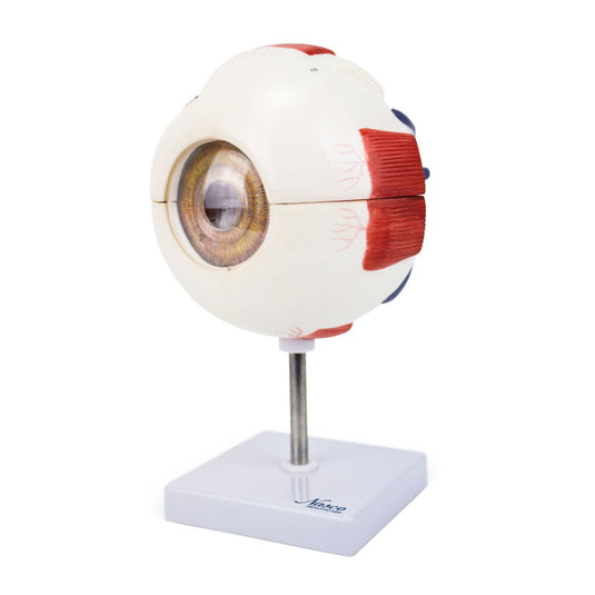 Modelo de Ojo, 6X Ampliado, 6 Piezas [SKU: MG29941]