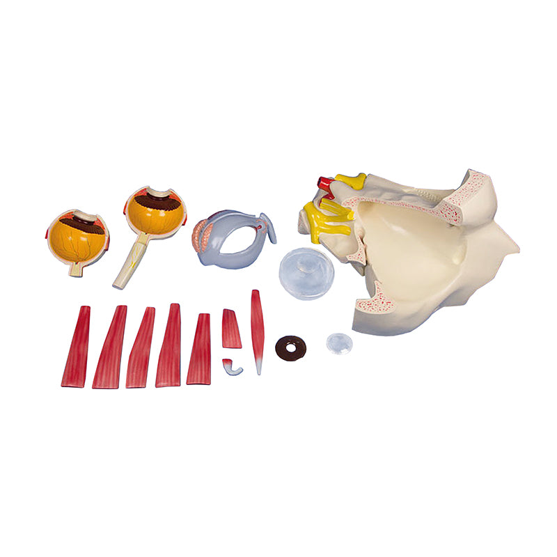 將圖像載入到圖庫檢視器中， 眼睛模型，2.5倍放大，14個部件 [SKU: MG29943]
