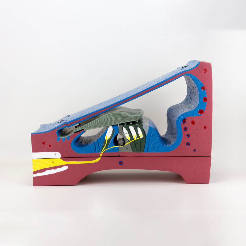 將圖像載入到圖庫檢視器中， Organ of Corti Model, 350X Enlarged, 5 Parts
