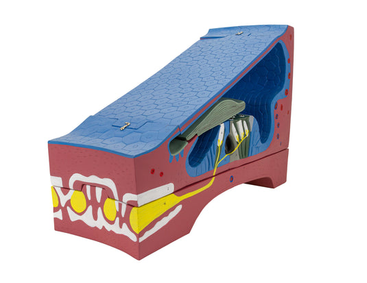 Organ of Corti Model, 350X Enlarged, 5 Parts